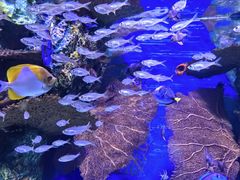 -上海海洋水族馆