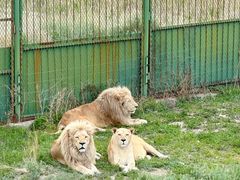 -新疆天山野生动物园