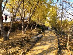 -千年银杏谷文化旅游区