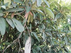 -塘栖枇杷特色园区