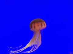 -上海海洋水族馆