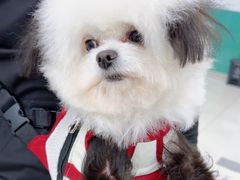 -利又安动物医院··老年病·猫科犬科·中兽医