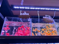 -中环花鸟鱼虫市场
