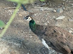 -新疆天山野生动物园