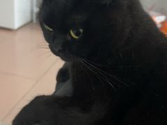 -瑞鹏宠物医院·骨科·猫科·内科(第一中心)