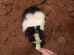 -藦茜花园宠物主题亲子互动体验馆(国顺东路店)