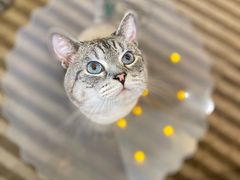 -萌兽医馆·犬猫专科·眼科中心·宠物医院(朝阳门分院)