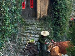 -杨家堂村