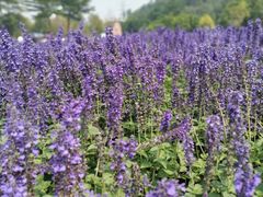 -黄连大头华烧鹅店(大良店)