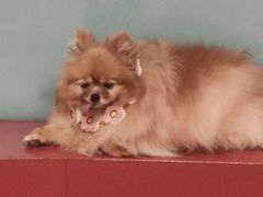 -和它·交个朋友·狗咖猫咖(爱琴海店)