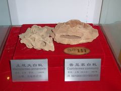 -上海昆虫博物馆