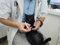 -瑞派动物医院·猫专科·至诚(江南中分院)