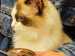 -喵喵咪呀布偶猫咖(春熙路店)