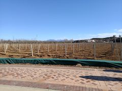 -北京张裕爱斐堡酒庄