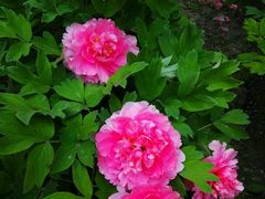 -紫竹院公园冰场