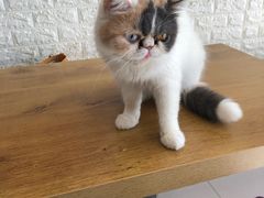 -平行世界·猫咖(首经贸店)