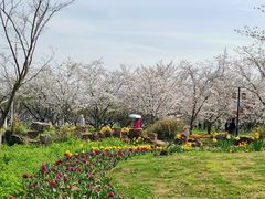 -苏州上方山国家森林公园