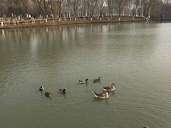 -西安浐灞国家湿地公园