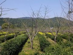 android_upload_pic-旺山景区