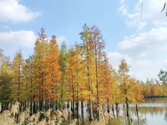 -白鹭湾湿地公园