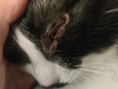 -萌兽医馆·犬猫专科·眼科中心·宠物医院(朝阳门分院)