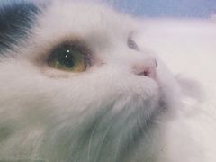 -喵的天空名猫咖啡馆·撸猫·猫舍·用品
