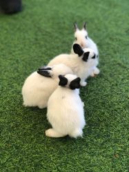 -萌宠亲子动物乐园(槐房万达店)