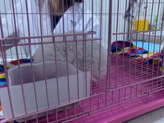 -萌兽医馆·宠物医院·猫骨科(创景店)