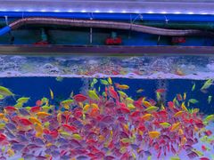 -青石桥花鸟鱼虫市场(叠翠城店)