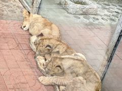 -西霞口神雕山野生动物世界