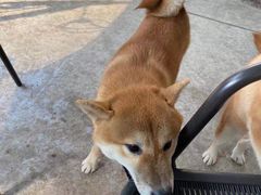 -柴犬高等学院·狗咖·柴犬售卖·宠物训练