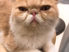 -飞行喵MR PILOT|猫舍·猫咖(静安大融城店)