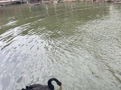 -清境桃源