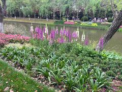 -上海鲜花港
