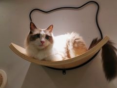 -飞行喵MR PILOT|猫舍·猫咖(静安大融城店)