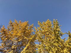 -西北大学(桃园校区)