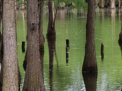 -白鹭湾湿地公园