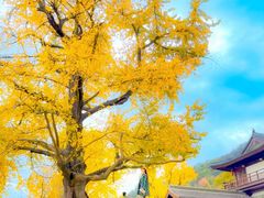 -千年银杏谷文化旅游区