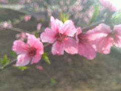 -德克士(肥城新华商场店)