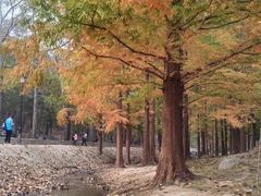-白水寺森林公园