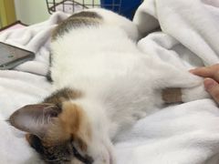 -汪喵宠物医院·骨科心脏影像·犬猫急重症ICU诊疗中心(成华分院)