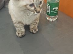 -半岛宠物医院24小时(科华中路店)