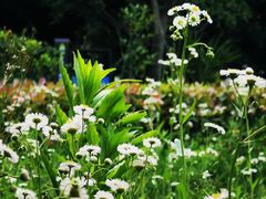 -上海佘山国家森林公园天马山园