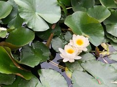 -奈雪的茶(skp店)