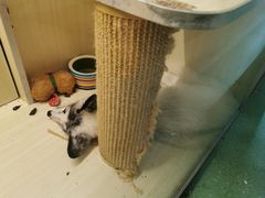 -藦茜花园宠物主题亲子互动体验馆(国顺东路店)