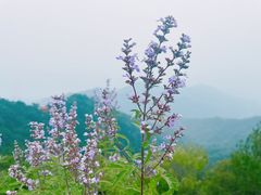-天津盘山风景名胜区
