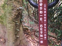 -西双版纳基诺山寨