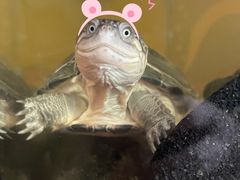 -酷以爬仙阁实体爬宠店·守宫·蜥蜴·专业繁育