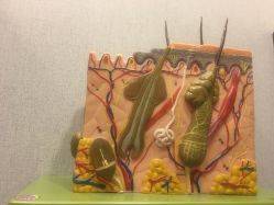 -史云逊养发中心