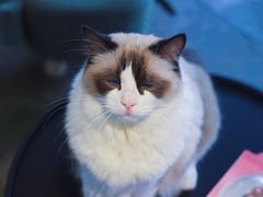 -喵屿·大理花园猫咖